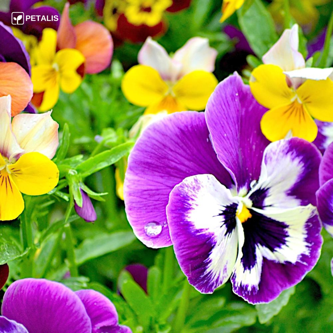 Mezcla de semillas de flores Petalis